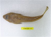 藏品(日本(魚銜))的圖片